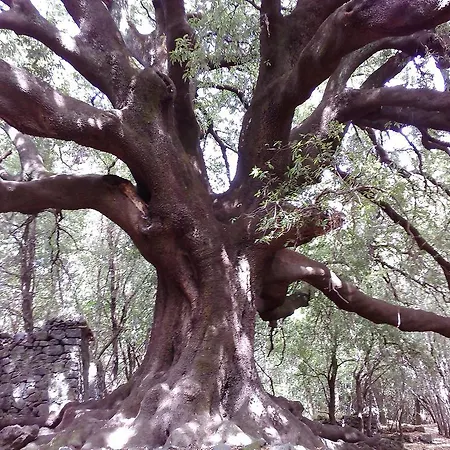 Oltre Il Giardino Tatil Evi *