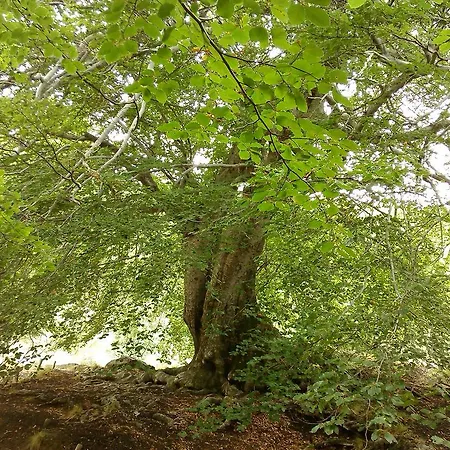 Tatil Evi Oltre Il Giardino