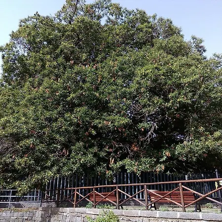 Tatil Evi Oltre Il Giardino Pedara